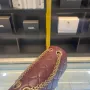 CHANEL square bag Size: 20cm