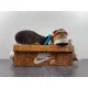 CLOT x Nike Dunk “Cork” FN0317121